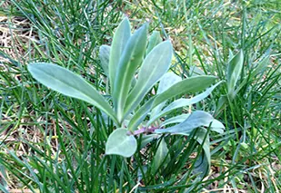 wildkräutern am Gardasee