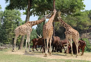 Parco Natura Viva in Pastrengo am Gardasee