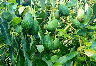 Die Frucht Avocado am Gardasee
