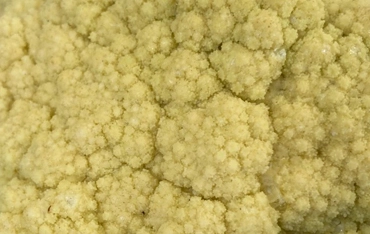 Brokkoli aus Gardatrentino Brokkoli aus Torbole