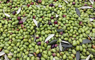 Olivenöl Native Extra Kaufen Gardasee