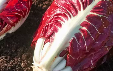 Der Radicchio aus Verona IGP Der Radicchio aus Verona IGP