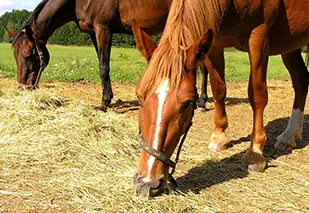 Pferde Reiten am Gardasee