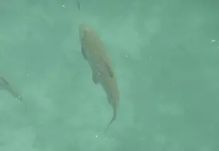 Angeln und Fischen am Gardasee