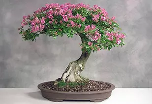 Arcobonsai