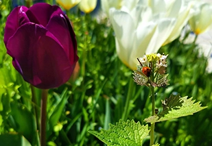 Fest der Blumen, Pilze und Wildkräuter