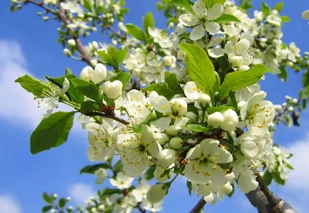 Frühling Frühling