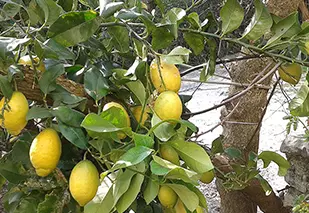 Limonaia sotto le Stelle