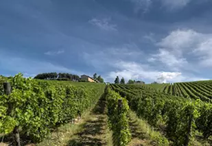 Besuchen Sie die Region des guten Weins: Valpolicella